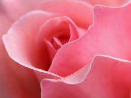 A pink rose