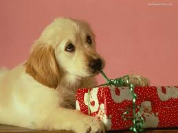 PUPPY...