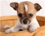 Cute Puppies