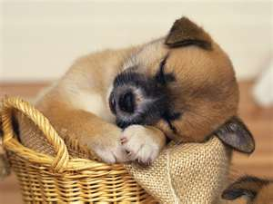 Puppy 3