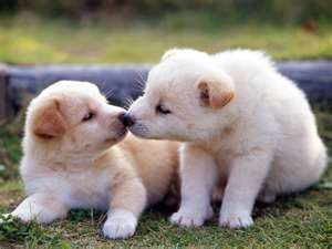 Puppy 7
