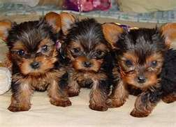 Puppy 9