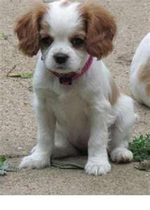 Puppy 8