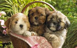 Puppy 2