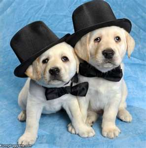 Puppy 4