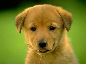 Puppy 5