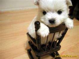 Puppy 6