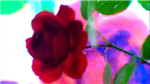 Shane,S  Flower,S  Send A Gift