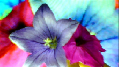 FLOWER,S