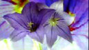 FLOWER,S