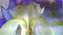 WHITE IRIS