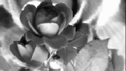 BLACK AND WHITE ROSES