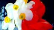 FLOWER,S