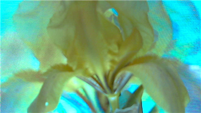 YELLOW IRIS