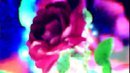 ROSE,S