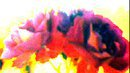 ROSE,S IN SUN