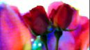 ROSE,S