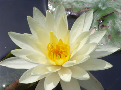 LILLY
