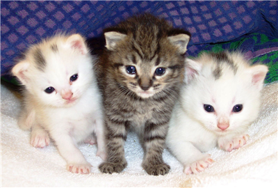 some adorable kittens (who are pure evil)