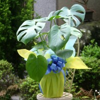 Monstera Deliciosa
