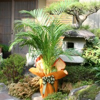 Areca Palm