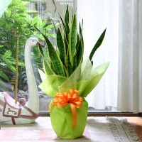 Sansevieria Golden Plant