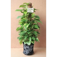 Money Plant