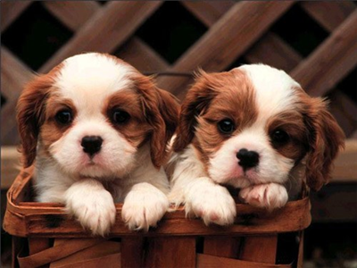 yavru köpek