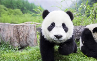 yavru panda