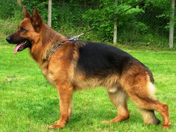 Kedi Misin Köpek Mi