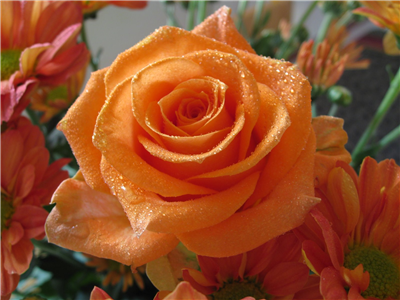 Rose 8