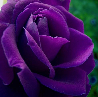 Rose 19