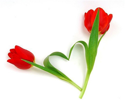 Rose 15