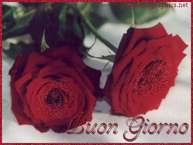 Rose 13