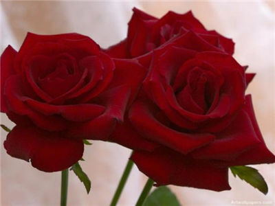 Rose 11