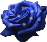 Rose 18