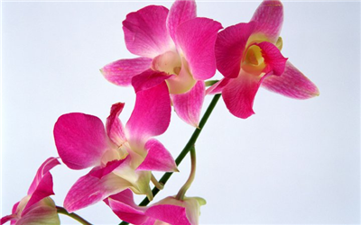 Rose 6