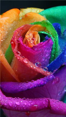 Rose 5