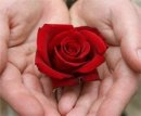 Rose 3