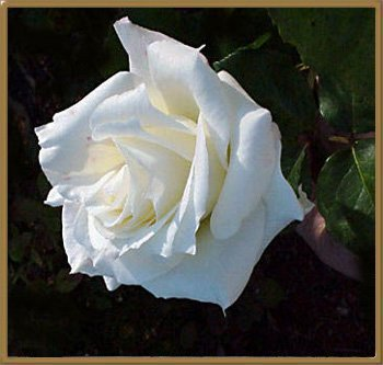 Rose 14