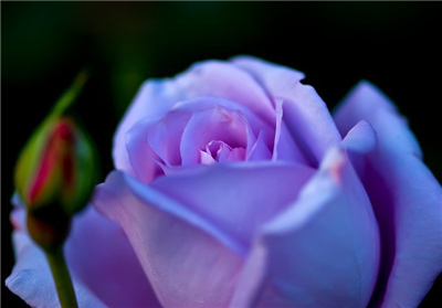 Rose 20