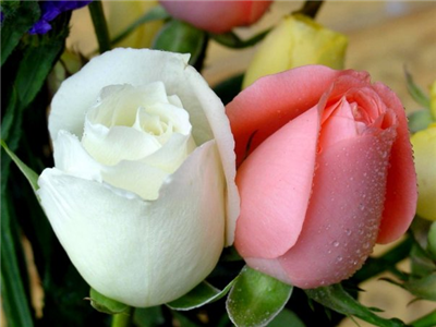 Rose 12