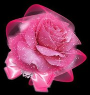 Rose 17