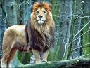 Animal  Kingdom 