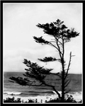 Existentialist Themes And Ideas