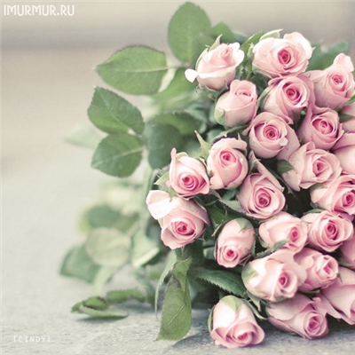 roses