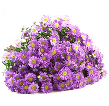 violet 