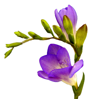 flowers for you