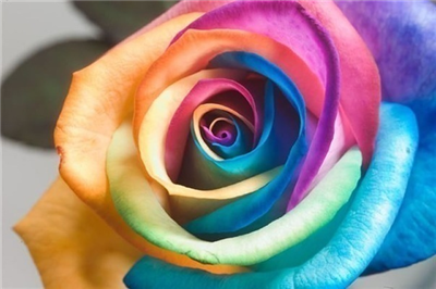 rose