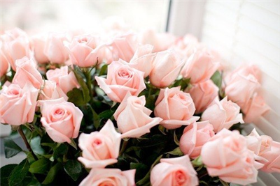 roses